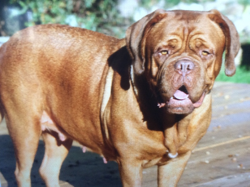 Iety boop du hot dogues red