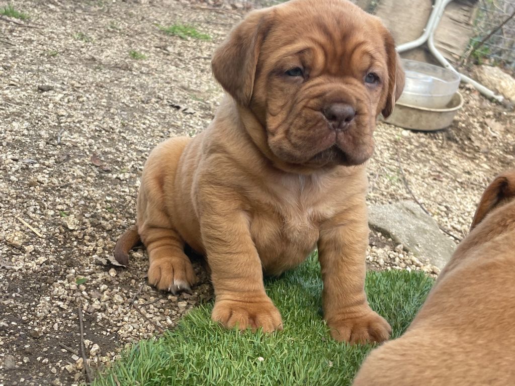 du chant du coeur - Chiots disponibles - Dogue de Bordeaux