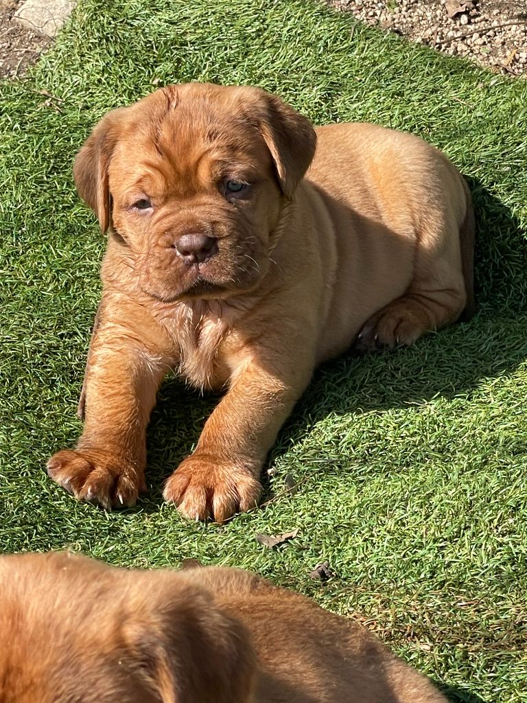 du chant du coeur - Chiots disponibles - Dogue de Bordeaux