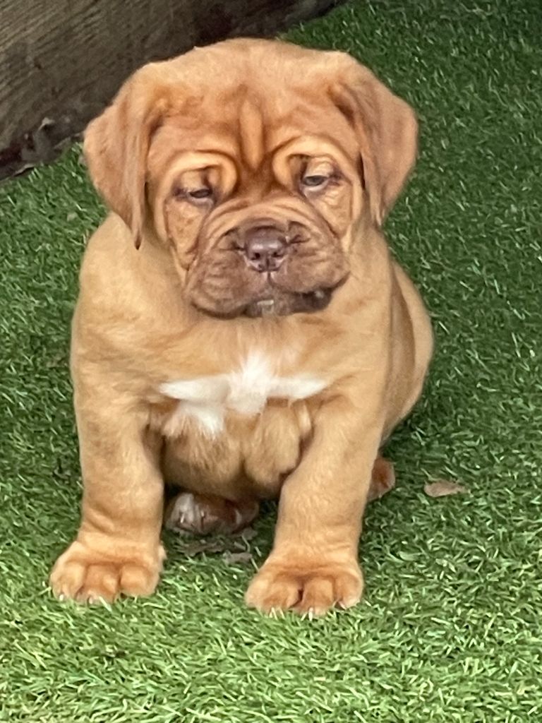 du chant du coeur - Chiots disponibles - Dogue de Bordeaux